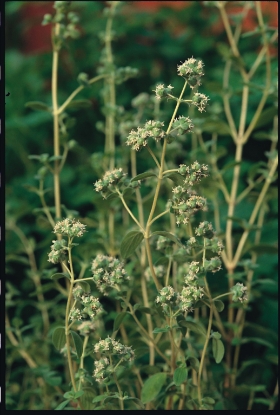 Picture of Marjoram Sweet